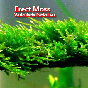 Erect Moss Vesicularia Reticulata